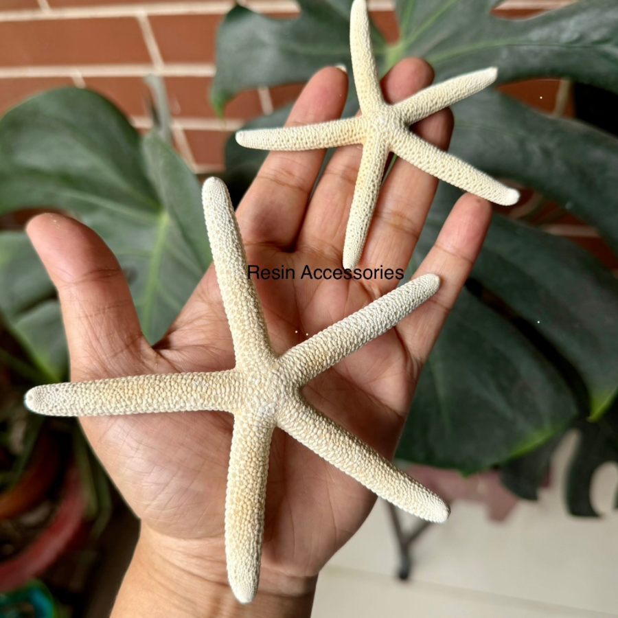 Real 5 Fingers Large Starfish (রিয়েল স্টারফিশ) – Natural Dried Sea Star for Ocean Resin Art, Beach Decor & Coastal Dioramas