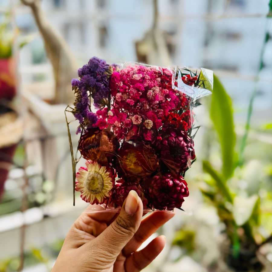 Daisy Rose Red Bags Immortal Flower Pack