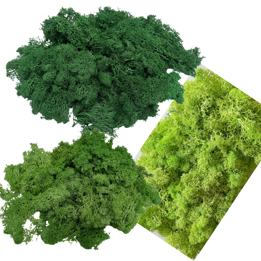 Premium Real Preserved Moss Grass (রিয়েল মস গ্রাস) – Natural Green Decorative Moss for Resin Art, Dioramas & Terrariums
